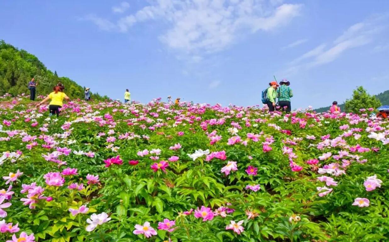 2021中江芍药谷赏花攻略(附最佳赏花地点 行车路线 美食推荐)