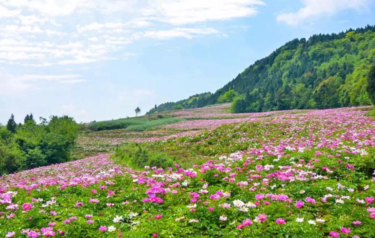 2021中江芍药谷赏花攻略(附最佳赏花地点 行车路线 美食推荐)