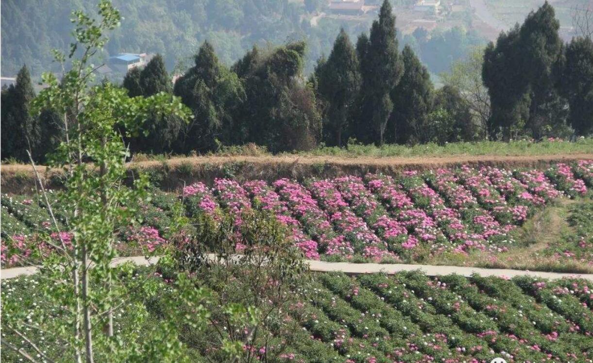 2021中江芍药谷赏花攻略(附最佳赏花地点 行车路线 美食推荐)