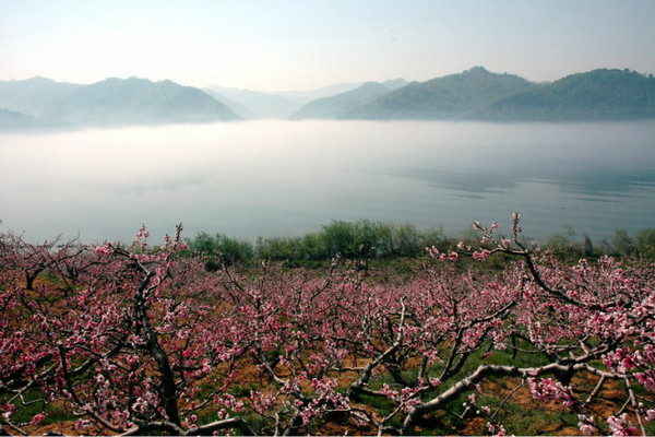 韩庄村交通:京平高速—平三路—平蓟路—金海湖崔杏路桃花观赏区