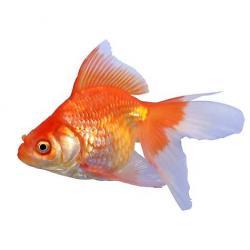 fancy goldfish petco