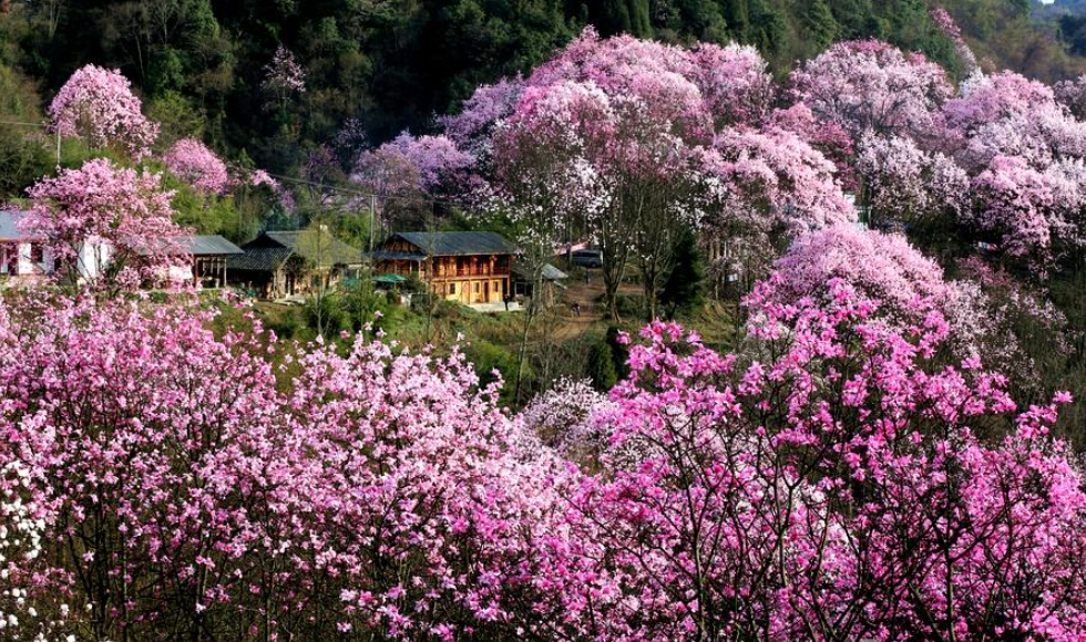 21药王谷辛夷花赏花攻略 附赏花路线 门票 交通 住宿推荐 药王谷浪漫辛夷花海 你不容错过的赏花圣地 Extrabux