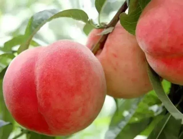 武汉开发区(汉南区)东荆街杜家畈村参考价格:5—10元/斤交通路线:武昌