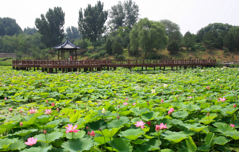 2022北京圆明园荷花节赏荷攻略附荷花节开幕时间活动门票路线