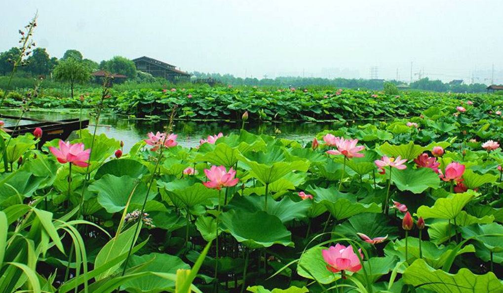 苏州哪里可以赏荷花?看这一篇就够了!