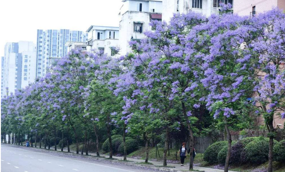 21成都蓝花楹赏花攻略 邂逅最梦幻的蓝紫色花海 美炸了初夏成都最美蓝花楹长廊 足足1700米等你打卡 Extrabux