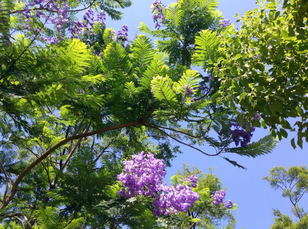 21成都蓝花楹赏花攻略 邂逅最梦幻的蓝紫色花海 美炸了初夏成都最美蓝花楹长廊 足足1700米等你打卡 Extrabux