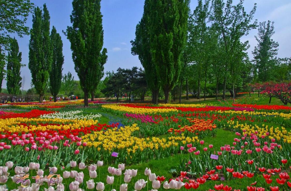 2022北京植物园赏花攻略附2022花展时间门票路线全年花开时间