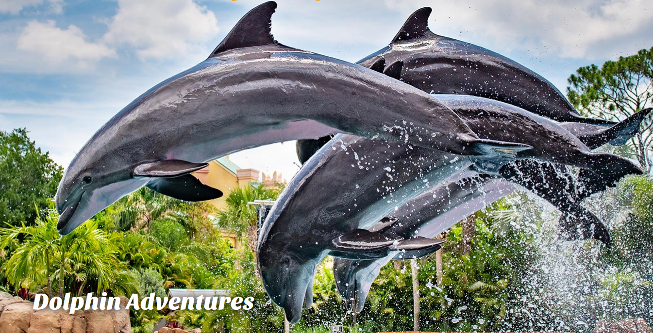 2022最全奥兰多海洋世界seaworldorlando游玩攻略门票及年票价格及